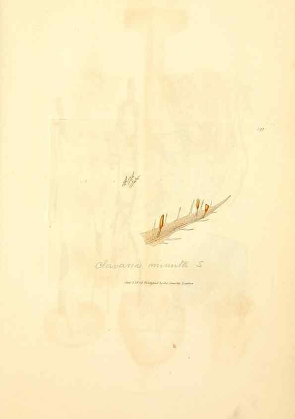 Reproducción/Reproduction 8230590488: Coloured figures of English fungi or mushrooms.. London,Printed by J. Davis,1797-[1809]