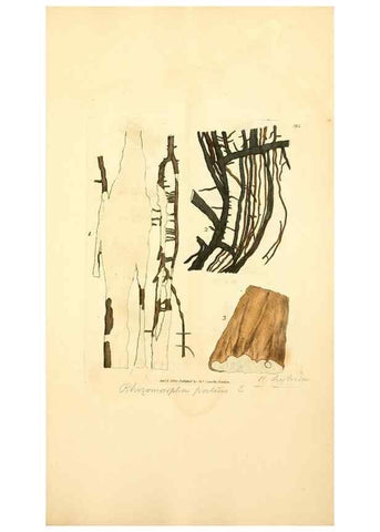 Reproducción/Reproduction 8229526295: Coloured figures of English fungi or mushrooms.. London,Printed by J. Davis,1797-[1809]