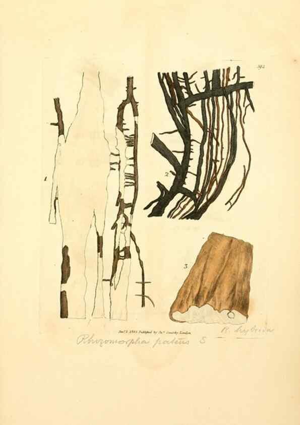 Reproducción/Reproduction 8229526295: Coloured figures of English fungi or mushrooms.. London,Printed by J. Davis,1797-[1809]