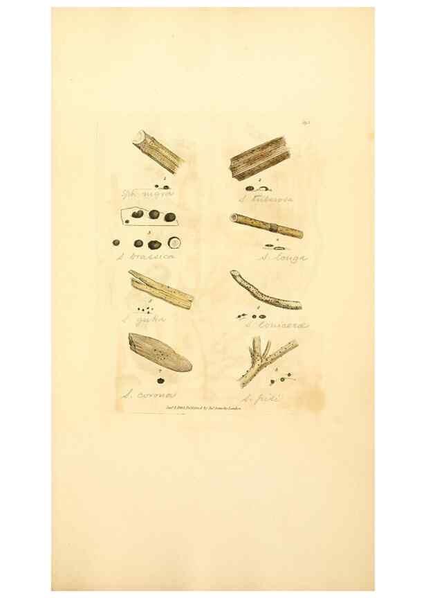 Reproducción/Reproduction 8230591386: Coloured figures of English fungi or mushrooms.. London,Printed by J. Davis,1797-[1809]