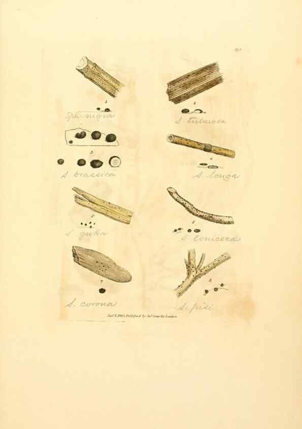 Reproducción/Reproduction 8230591386: Coloured figures of English fungi or mushrooms.. London,Printed by J. Davis,1797-[1809]