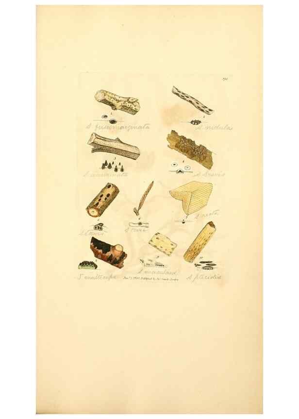 Reproducción/Reproduction 8230591826: Coloured figures of English fungi or mushrooms.. London,Printed by J. Davis,1797-[1809]