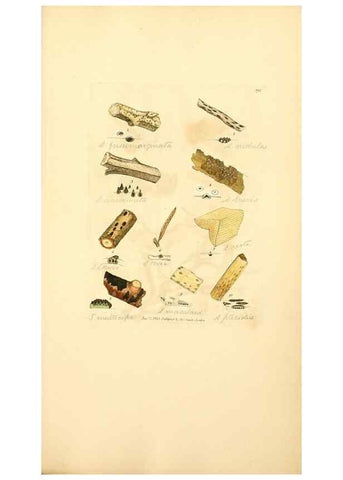 Reproducción/Reproduction 8230591826: Coloured figures of English fungi or mushrooms.. London,Printed by J. Davis,1797-[1809]