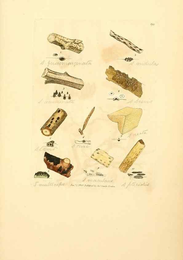 Reproducción/Reproduction 8230591826: Coloured figures of English fungi or mushrooms.. London,Printed by J. Davis,1797-[1809]