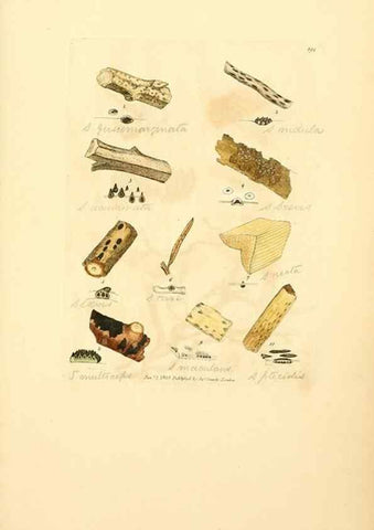Reproducción/Reproduction 8230591826: Coloured figures of English fungi or mushrooms.. London,Printed by J. Davis,1797-[1809]