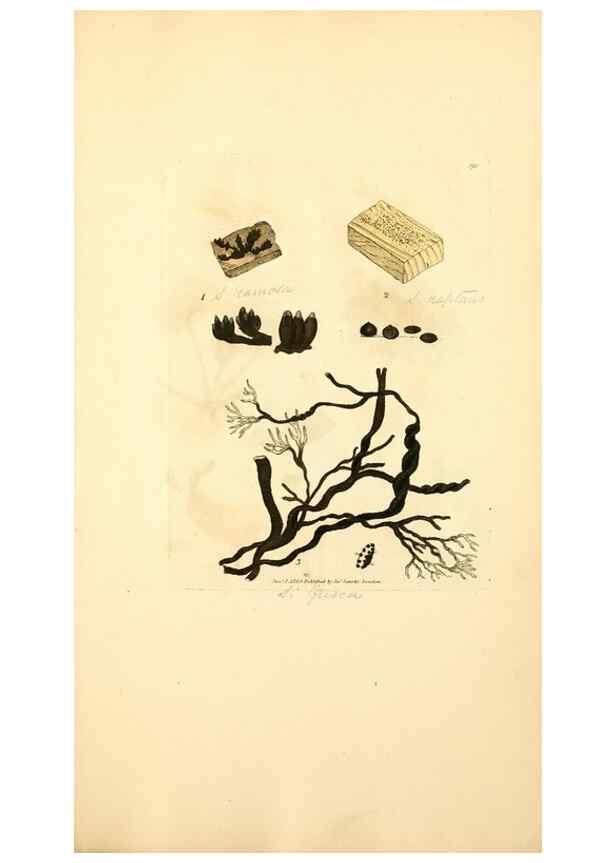 Reproducción/Reproduction 8230592460: Coloured figures of English fungi or mushrooms.. London,Printed by J. Davis,1797-[1809]