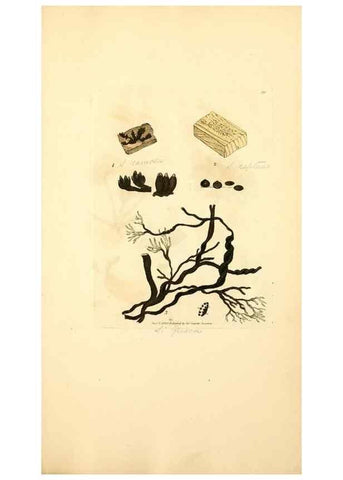 Reproducción/Reproduction 8230592460: Coloured figures of English fungi or mushrooms.. London,Printed by J. Davis,1797-[1809]