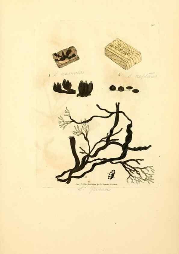 Reproducción/Reproduction 8230592460: Coloured figures of English fungi or mushrooms.. London,Printed by J. Davis,1797-[1809]