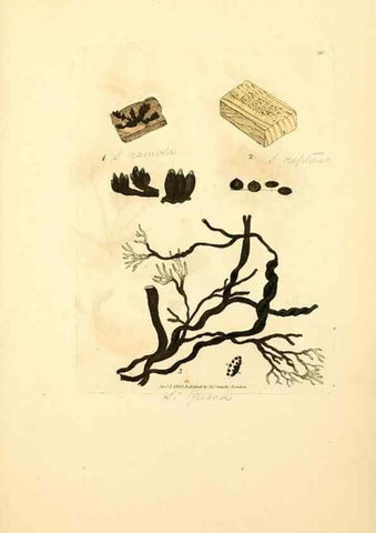 Reproducción/Reproduction 8230592460: Coloured figures of English fungi or mushrooms.. London,Printed by J. Davis,1797-[1809]