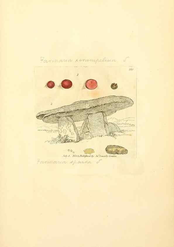 Reproducción/Reproduction 8229520419: Coloured figures of English fungi or mushrooms.. London,Printed by J. Davis,1797-[1809]