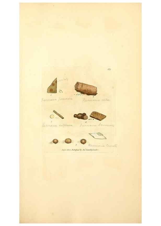 Reproducción/Reproduction 8229519843: Coloured figures of English fungi or mushrooms.. London,Printed by J. Davis,1797-[1809]