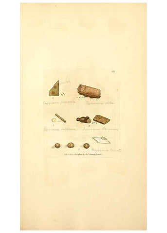Reproducción/Reproduction 8229519843: Coloured figures of English fungi or mushrooms.. London,Printed by J. Davis,1797-[1809]