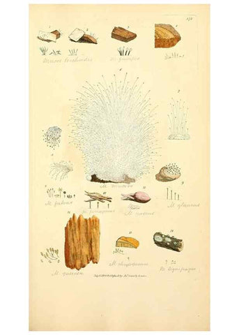 Reproducción/Reproduction 8230584164: Coloured figures of English fungi or mushrooms.. London,Printed by J. Davis,1797-[1809]