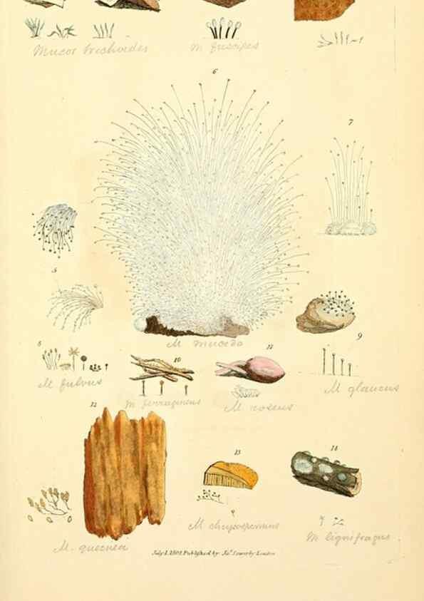 Reproducción/Reproduction 8230584164: Coloured figures of English fungi or mushrooms.. London,Printed by J. Davis,1797-[1809]