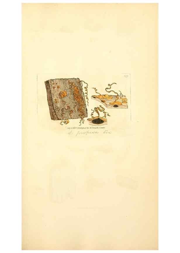 Reproducción/Reproduction 8229518951: Coloured figures of English fungi or mushrooms.. London,Printed by J. Davis,1797-[1809]