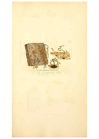 Reproducción/Reproduction 8229518951: Coloured figures of English fungi or mushrooms.. London,Printed by J. Davis,1797-[1809]
