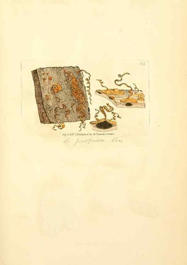 Reproducción/Reproduction 8229518951: Coloured figures of English fungi or mushrooms.. London,Printed by J. Davis,1797-[1809]