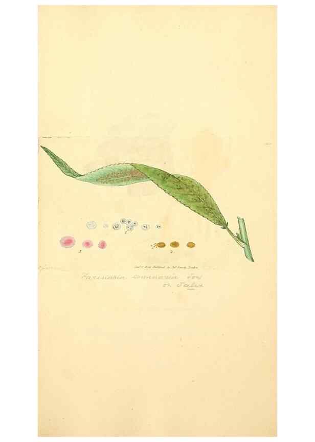 Reproducción/Reproduction 8229510161: Coloured figures of English fungi or mushrooms.. London,Printed by J. Davis,1797-[1809]