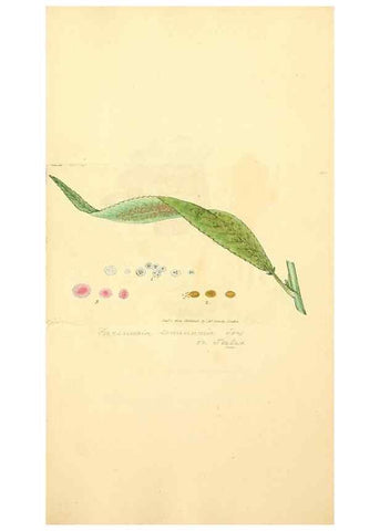 Reproducción/Reproduction 8229510161: Coloured figures of English fungi or mushrooms.. London,Printed by J. Davis,1797-[1809]