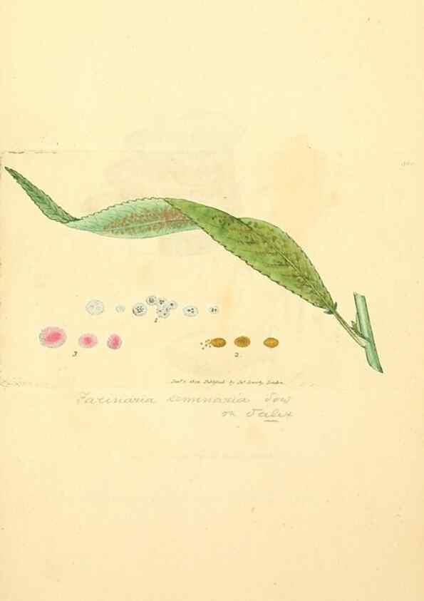 Reproducción/Reproduction 8229510161: Coloured figures of English fungi or mushrooms.. London,Printed by J. Davis,1797-[1809]