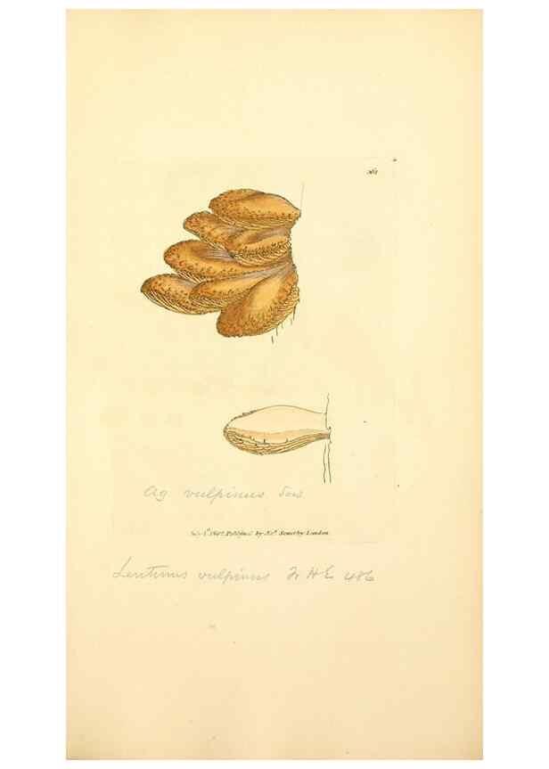 Reproducción/Reproduction 8229510605: Coloured figures of English fungi or mushrooms.. London,Printed by J. Davis,1797-[1809]