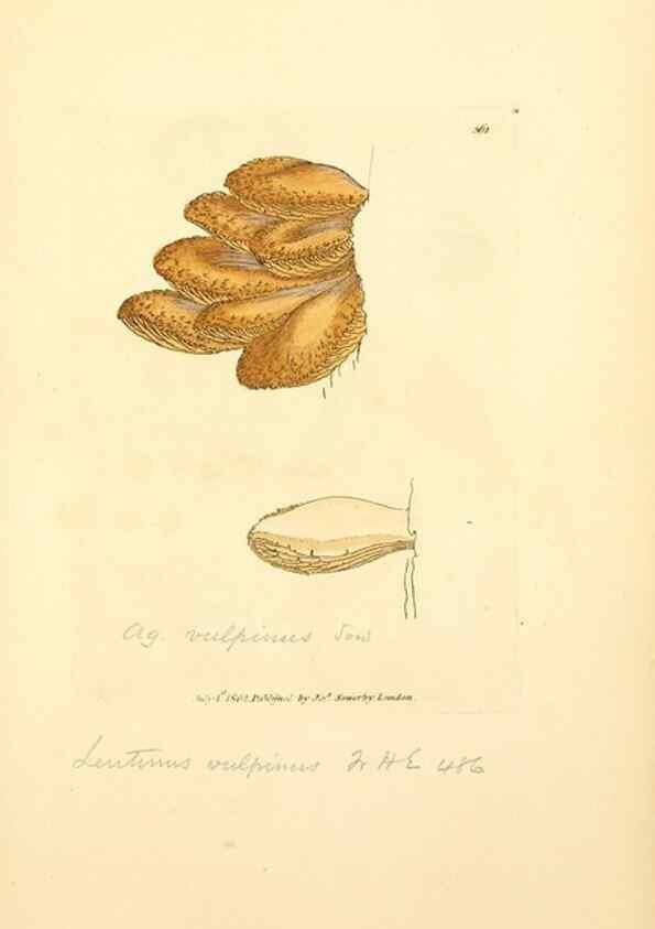 Reproducción/Reproduction 8229510605: Coloured figures of English fungi or mushrooms.. London,Printed by J. Davis,1797-[1809]