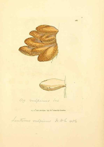 Reproducción/Reproduction 8229510605: Coloured figures of English fungi or mushrooms.. London,Printed by J. Davis,1797-[1809]