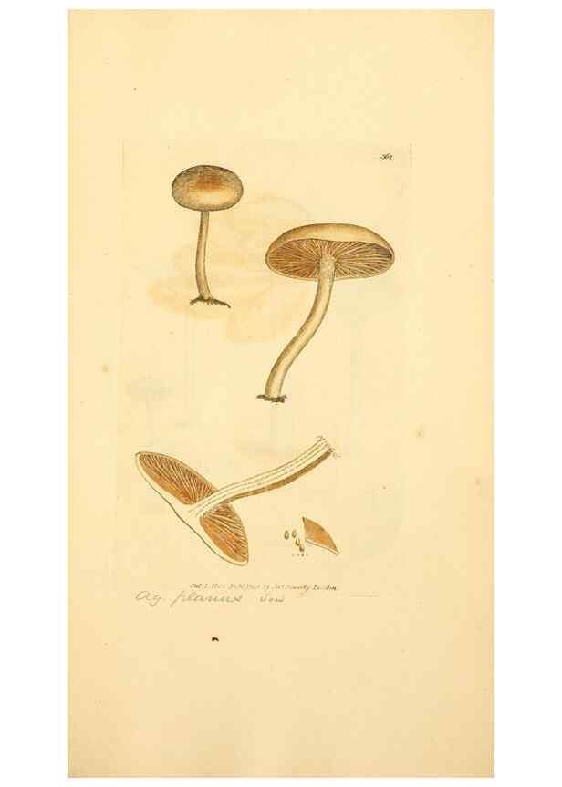 Reproducción/Reproduction 8230575796: Coloured figures of English fungi or mushrooms.. London,Printed by J. Davis,1797-[1809]