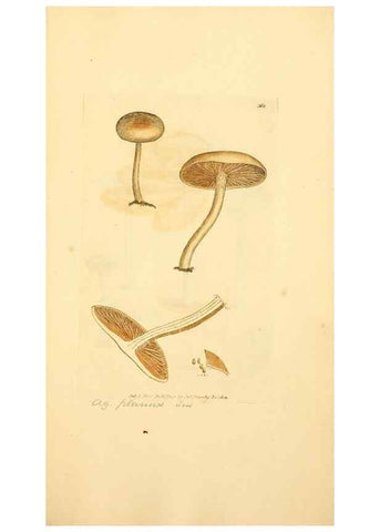 Reproducción/Reproduction 8230575796: Coloured figures of English fungi or mushrooms.. London,Printed by J. Davis,1797-[1809]