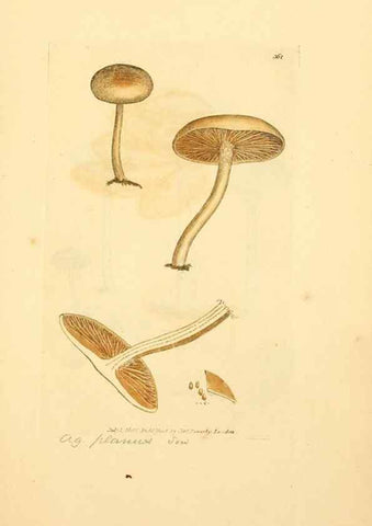 Reproducción/Reproduction 8230575796: Coloured figures of English fungi or mushrooms.. London,Printed by J. Davis,1797-[1809]