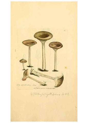Reproducción/Reproduction 8230576264: Coloured figures of English fungi or mushrooms.. London,Printed by J. Davis,1797-[1809]