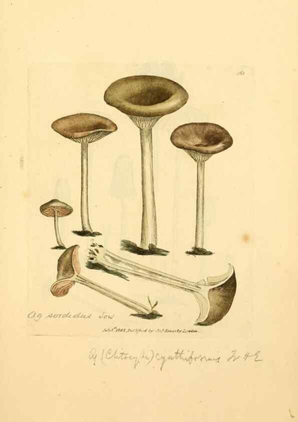 Reproducción/Reproduction 8230576264: Coloured figures of English fungi or mushrooms.. London,Printed by J. Davis,1797-[1809]
