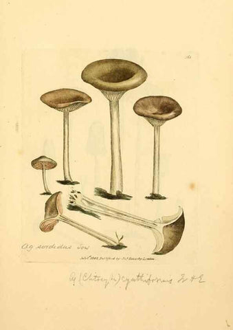 Reproducción/Reproduction 8230576264: Coloured figures of English fungi or mushrooms.. London,Printed by J. Davis,1797-[1809]