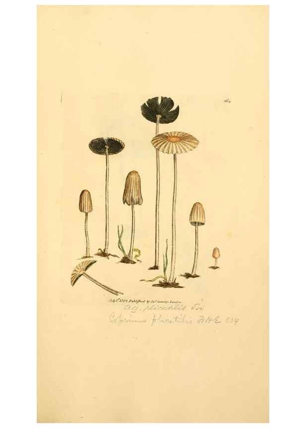 Reproducción/Reproduction 8229512269: Coloured figures of English fungi or mushrooms.. London,Printed by J. Davis,1797-[1809]