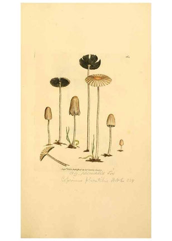 Reproducción/Reproduction 8229512269: Coloured figures of English fungi or mushrooms.. London,Printed by J. Davis,1797-[1809]