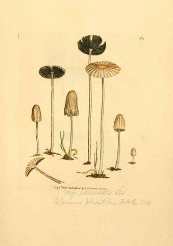 Reproducción/Reproduction 8229512269: Coloured figures of English fungi or mushrooms.. London,Printed by J. Davis,1797-[1809]