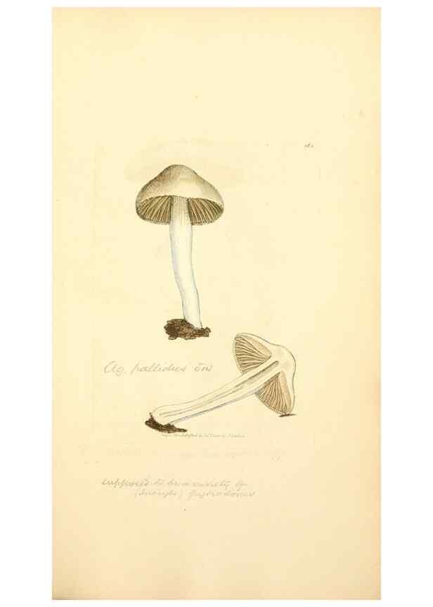 Reproducción/Reproduction 8229512727: Coloured figures of English fungi or mushrooms.. London,Printed by J. Davis,1797-[1809]
