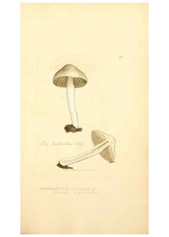 Reproducción/Reproduction 8229512727: Coloured figures of English fungi or mushrooms.. London,Printed by J. Davis,1797-[1809]