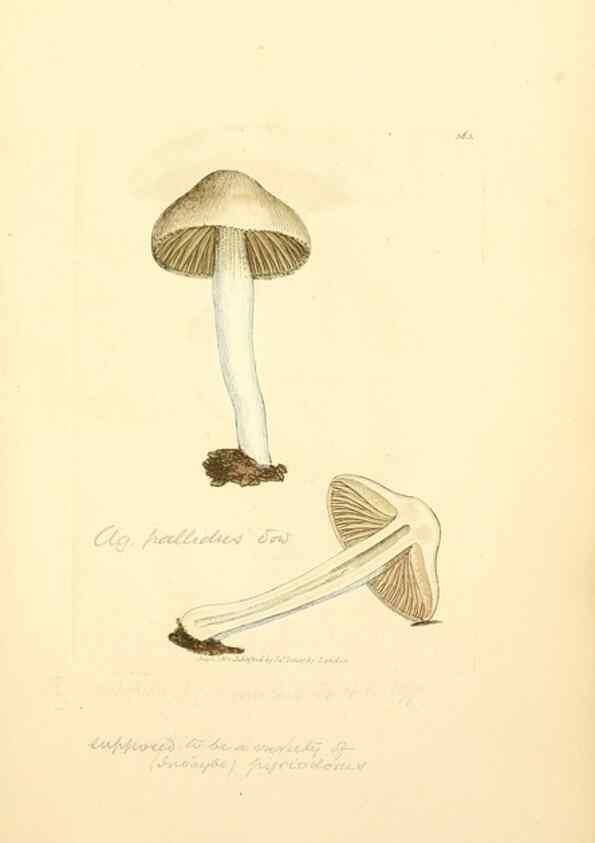 Reproducción/Reproduction 8229512727: Coloured figures of English fungi or mushrooms.. London,Printed by J. Davis,1797-[1809]