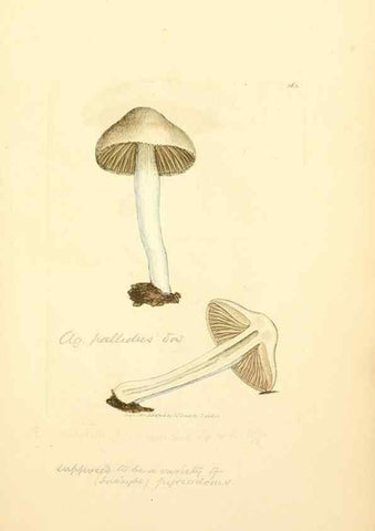 Reproducción/Reproduction 8229512727: Coloured figures of English fungi or mushrooms.. London,Printed by J. Davis,1797-[1809]