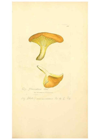 Reproducción/Reproduction 8229513171: Coloured figures of English fungi or mushrooms.. London,Printed by J. Davis,1797-[1809]