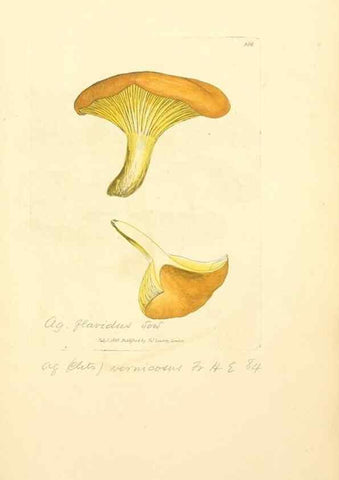 Reproducción/Reproduction 8229513171: Coloured figures of English fungi or mushrooms.. London,Printed by J. Davis,1797-[1809]