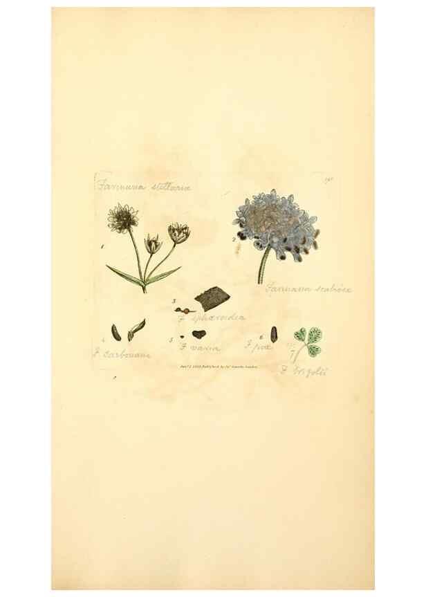 Reproducción/Reproduction 8229528363: Coloured figures of English fungi or mushrooms.. London,Printed by J. Davis,1797-[1809]