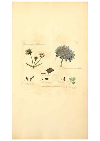 Reproducción/Reproduction 8229528363: Coloured figures of English fungi or mushrooms.. London,Printed by J. Davis,1797-[1809]