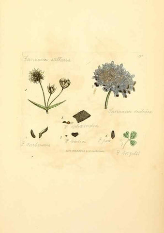 Reproducción/Reproduction 8229528363: Coloured figures of English fungi or mushrooms.. London,Printed by J. Davis,1797-[1809]