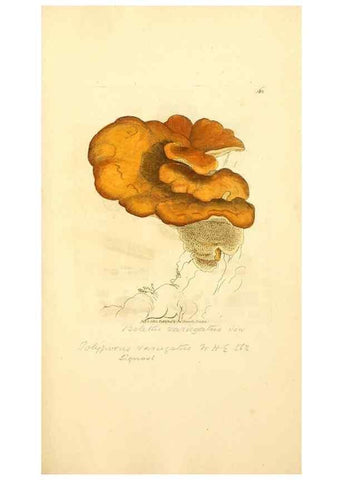 Reproducción/Reproduction 8229514127: Coloured figures of English fungi or mushrooms.. London,Printed by J. Davis,1797-[1809]