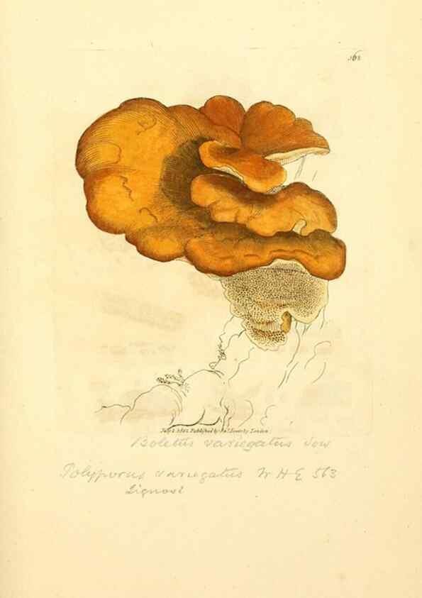 Reproducción/Reproduction 8229514127: Coloured figures of English fungi or mushrooms.. London,Printed by J. Davis,1797-[1809]