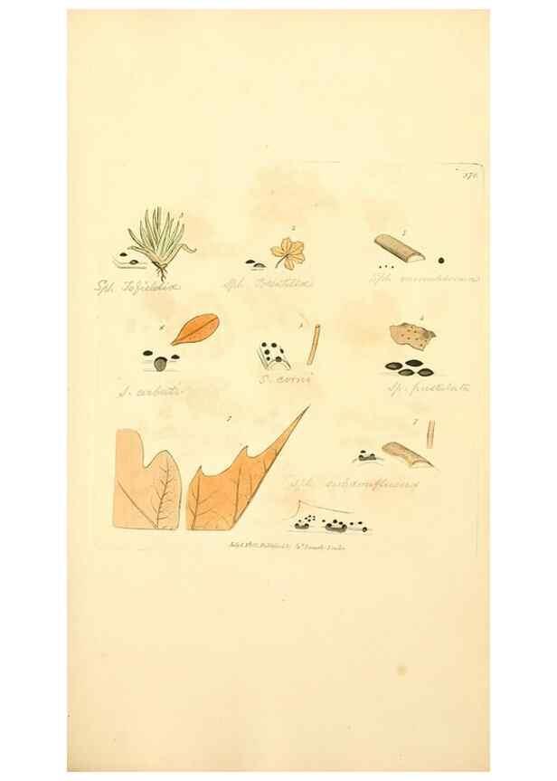 Reproducción/Reproduction 8230579740: Coloured figures of English fungi or mushrooms.. London,Printed by J. Davis,1797-[1809]