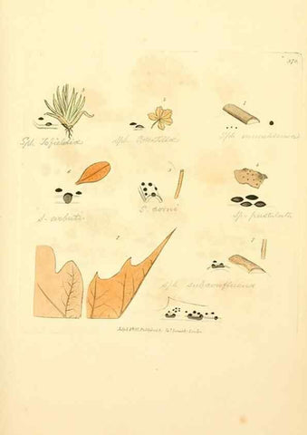 Reproducción/Reproduction 8230579740: Coloured figures of English fungi or mushrooms.. London,Printed by J. Davis,1797-[1809]