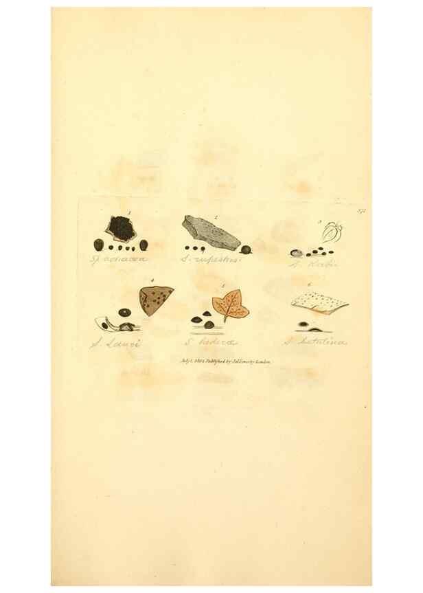 Reproducción/Reproduction 8229515707: Coloured figures of English fungi or mushrooms.. London,Printed by J. Davis,1797-[1809]